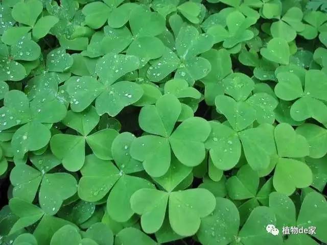 7月初7不养这几种植物就后悔了,都是爱心状的植物