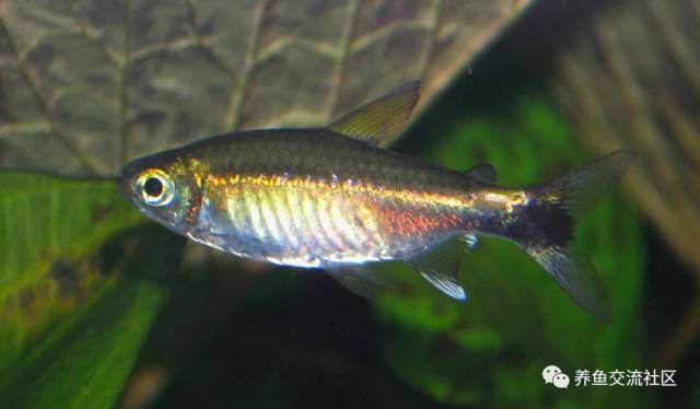 hyphessobrycon 】 玫瑰旗 学名:hyphessobrycon bentosi rosaceus