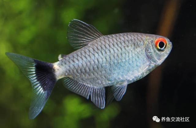 牛奶灯 学名:moenkhausia simulata ▼湛记