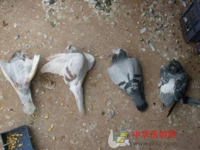 一看是什么东西咬的,猜着应该是黄鼠狼.那行,下套.