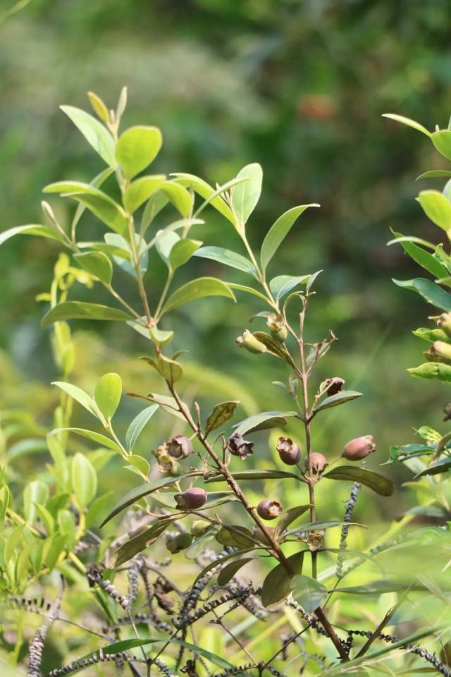 花都人, 这里有我们惦记很久的稔仔.