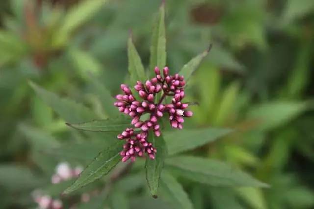 佩 兰解暑化湿;辟秽和中— 佩 兰佩兰(eupatorium fortunei turcz.