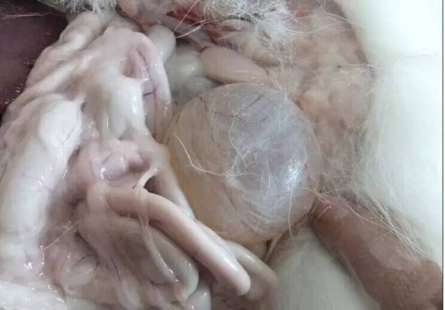 膀胱积尿 采购饲料 点"阅读原文" 即可      声明:本文由入驻搜狐号