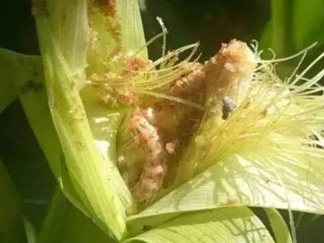 史上最全玉米虫害值得收藏