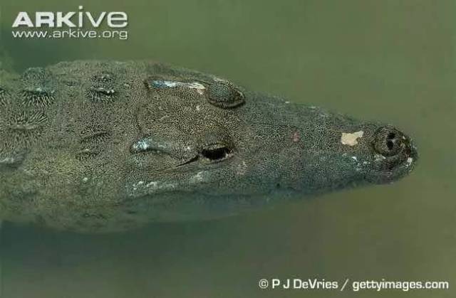 附录一危地马拉鳄虽然我只有两米多但我杀了十二个人