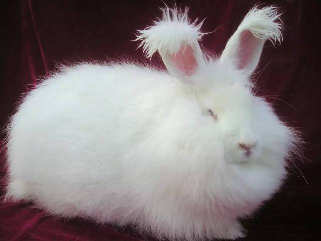 2017中国(大连)国际服装纺织品博览会——首届国际绒毛专业展优秀展商