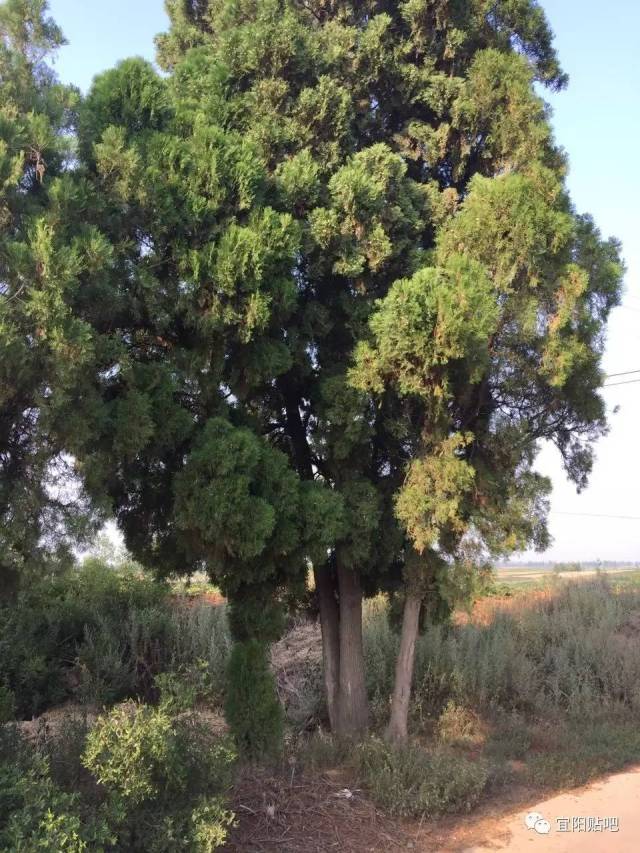 【马疙瘩村】宜阳高村乡还有一个这么神奇的地方?
