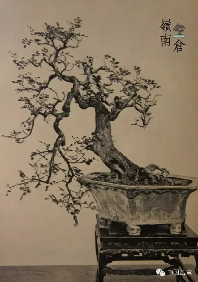 孔泰初入室弟子关耀盆景欣赏
