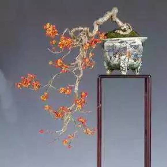 满山的南蛇藤也能做盆景,关键是做出来还如此漂亮