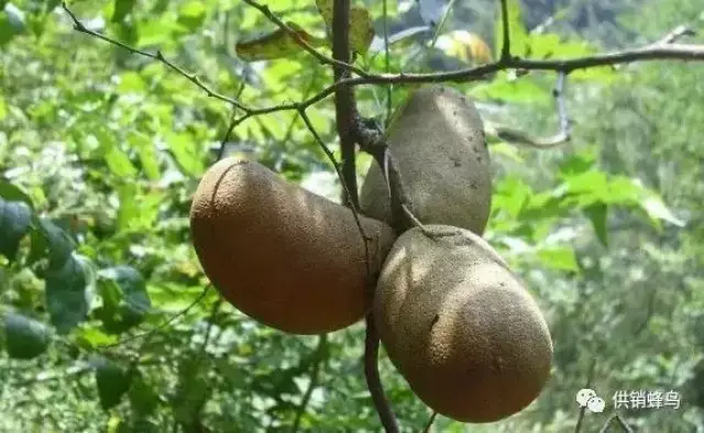 咋一看,这八月瓜和我们平时吃的西瓜,冬瓜,南