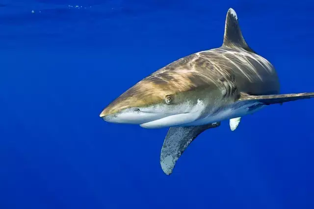 远洋白鳍鲨(又名:长鳍真鲨)