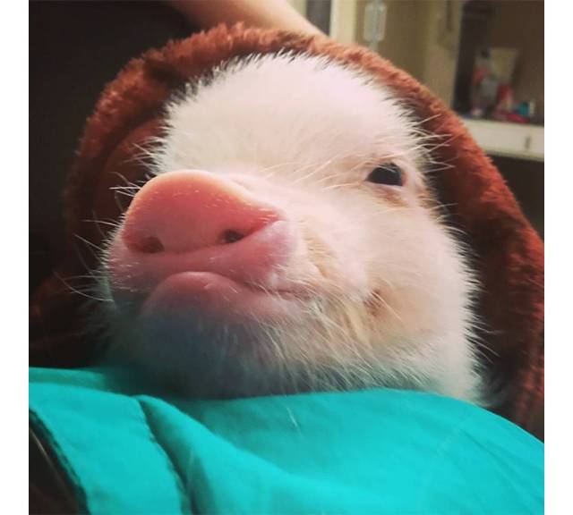 总把自己裹的严严实实 ▼ 而且说到爱主人 它绝对是猪猪届的 忠犬 ▼