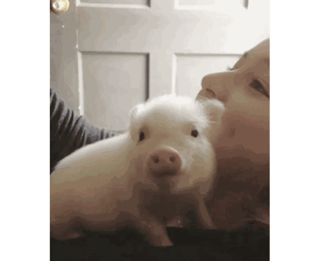 人喂猪吃东西表情图图片