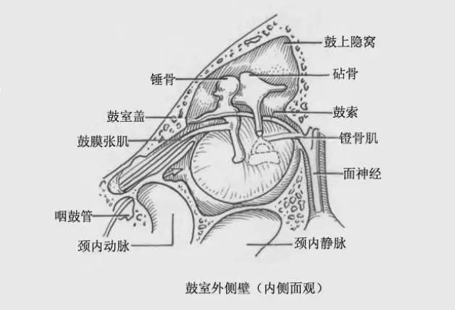 位于鼓膜与内耳外侧壁之间,向前借咽鼓管与鼻咽部相通;向后借鼓窦入口