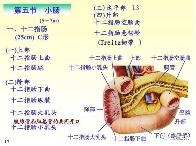 十二指肠球部大弯侧图图片