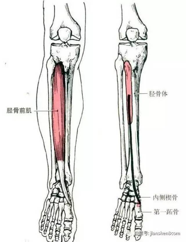 跑步小腿前侧酸痛可能是你的胫骨前肌在作祟