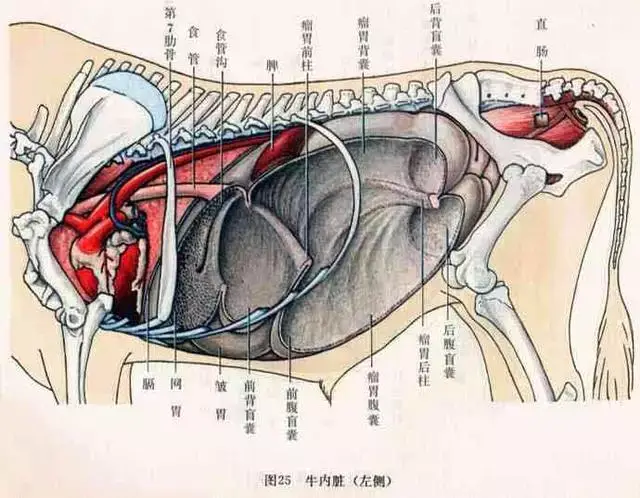 新精气神理论趣解经络——牛与肝经,经络决定体型,体型决定性格