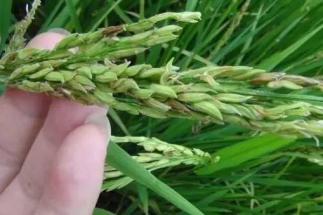 水稻褐变穗病的发生症状,原因及防治办法!_手机搜狐网