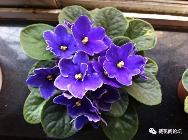 和我玩非洲堇叶插