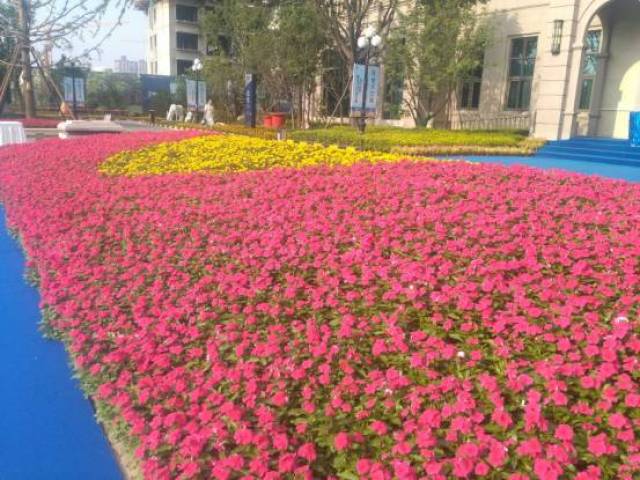 市政用花新优品种-夏季篇