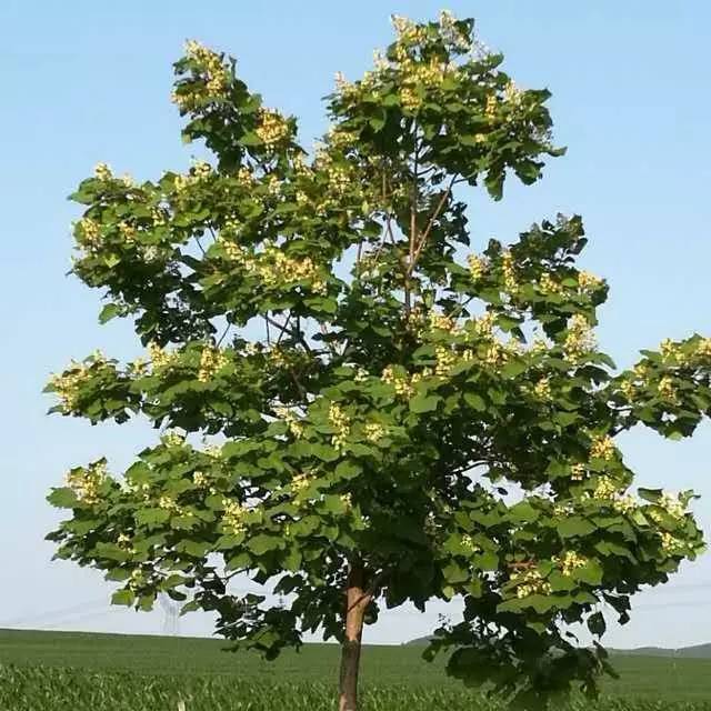 【现代诗】梧桐树下(外一首) c 张秀艳