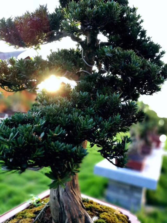 央视走进浪漫前郭,拍摄盆景小镇!