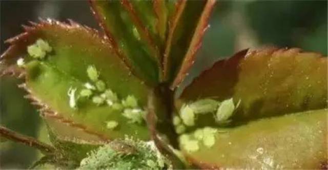 夏季花卉病虫害防治必备