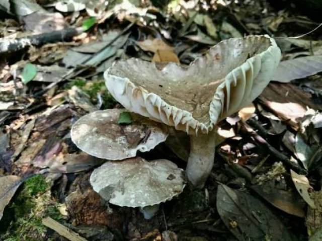 警惕臨湘五里鄉一村民誤食毒蘑菇喪命這種菇你可能見過