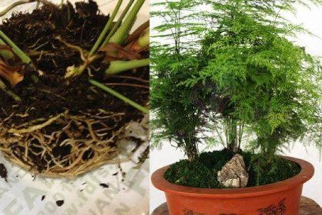 分株繁殖法要求植株要尽量大一些,一般生长了二,三年这样的植株比较
