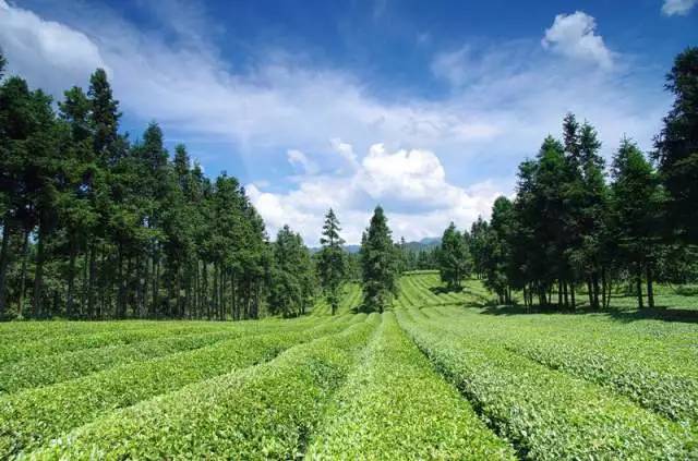 【聚焦"魅力茶乡"最美茶园"你的家乡上榜了吗?