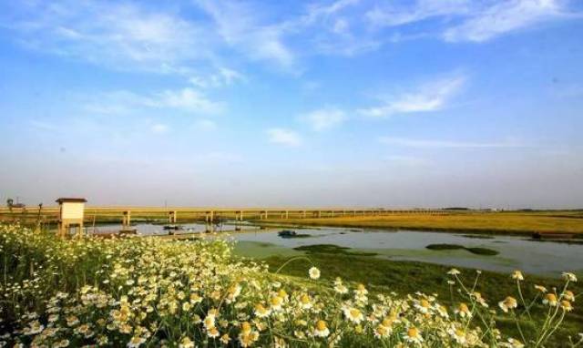 安家…… 按照县政府规划,王家坝湿地公园将打造成4a级景区
