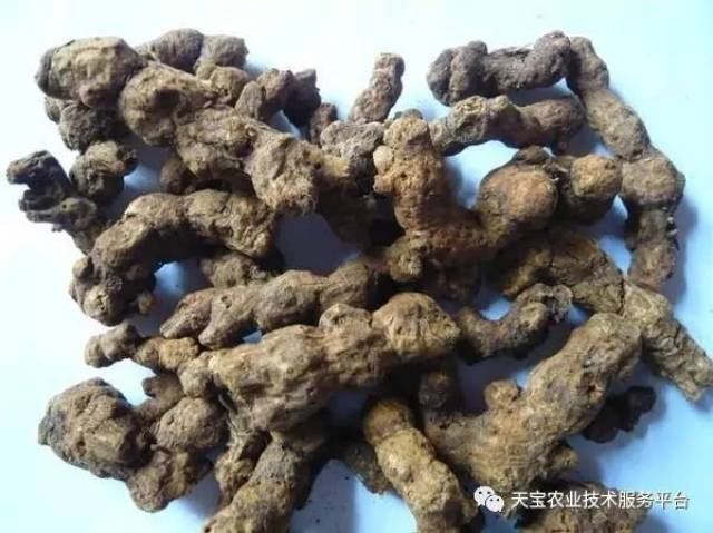 案例分析:為啥藥材蒼朮近些年行情持續上漲?