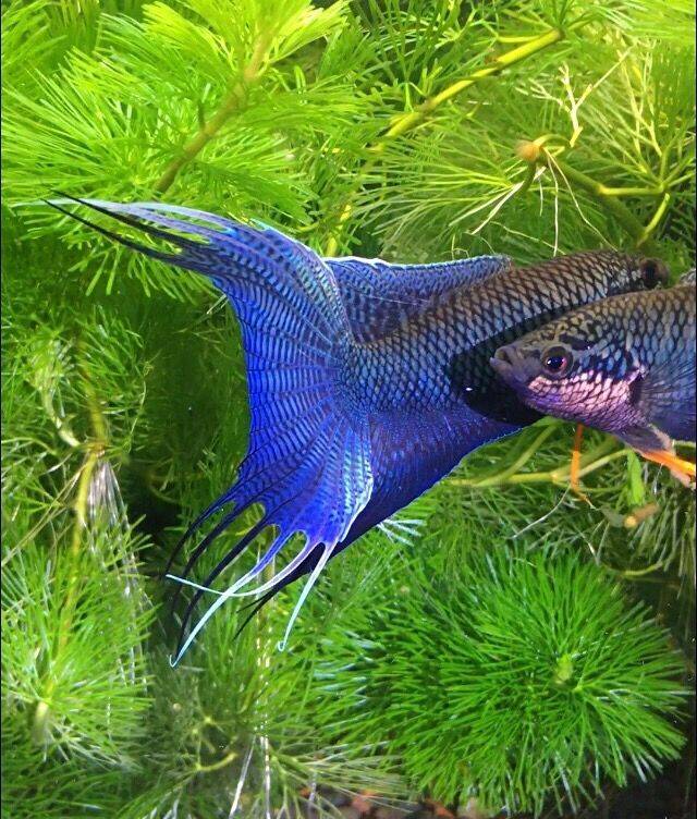 中国斗鱼鉴赏评级标准 声明: 对照图片未做特殊说明时,评级个体为靠近