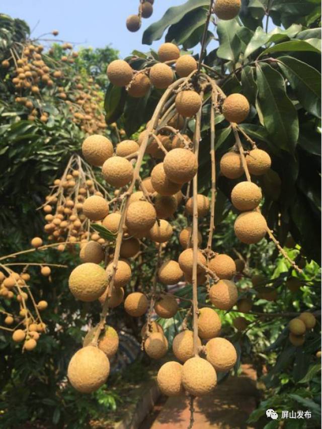 明天,宜宾屏山书楼桂圆采摘文化节,好吃好玩,约吗?