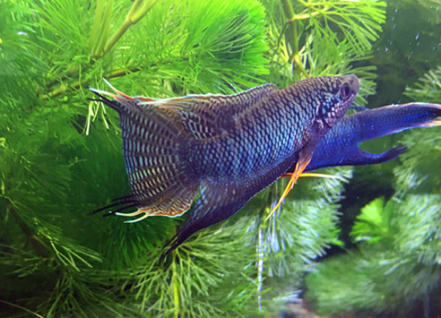 0 中国斗鱼鉴赏评级标准 声明: 对照图片未做特殊说明时,评级个体为