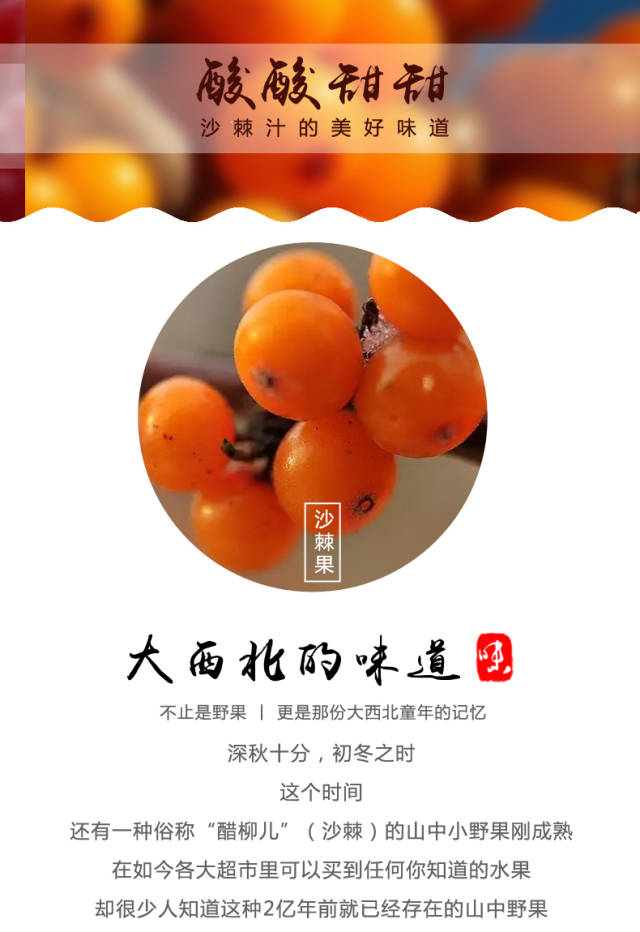 当你喝沙棘汁时,见过沙棘本人吗?