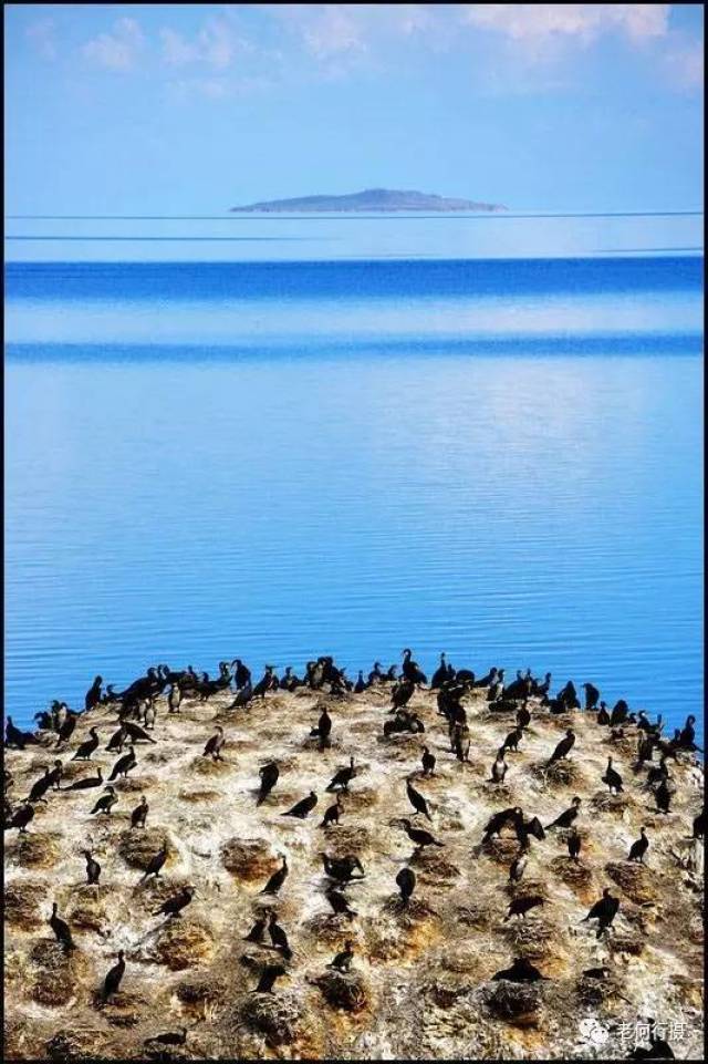 青海湖鸟岛:美的精致