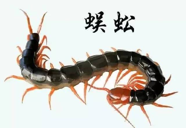 惊艳!西南医科大学生手绘中草药,苦苦的中药原来这么美