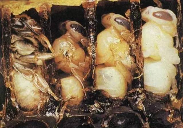 蜜蜂的发育过程_手机搜狐网