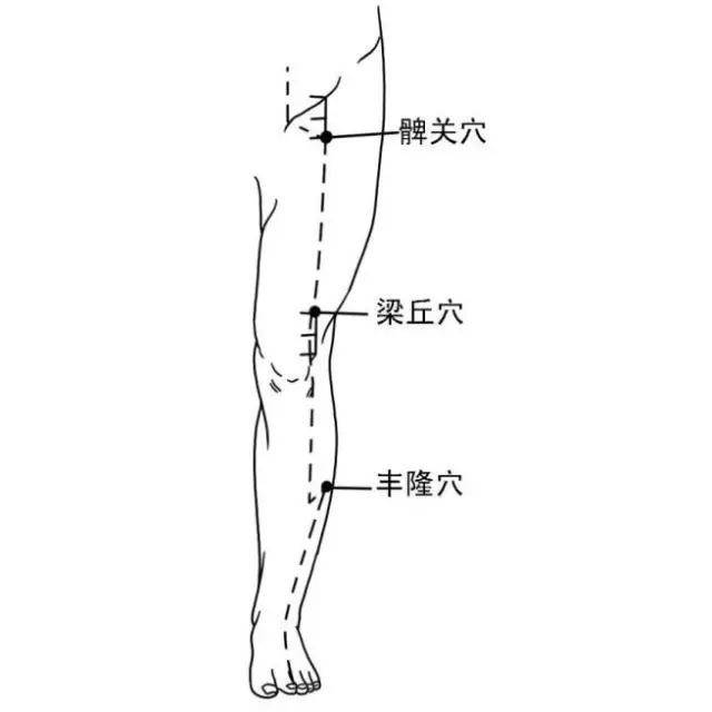 足阳明胃经腿部经络图图片