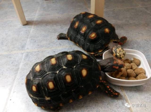 科普贴,8种宠物陆龟的种类,看完后你肯定想养一个