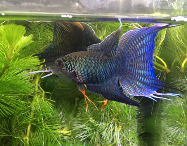 0 中国斗鱼鉴赏评级标准 声明: 对照图片未做特殊说明时,评级个体为