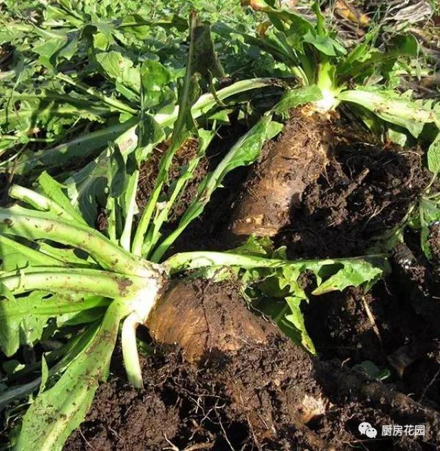 促进人体消化器官活动 植物的地上部分及根可供药用,中药名分别为菊苣