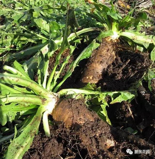 厨房花园 我在北京种菊苣,越种越有瘾