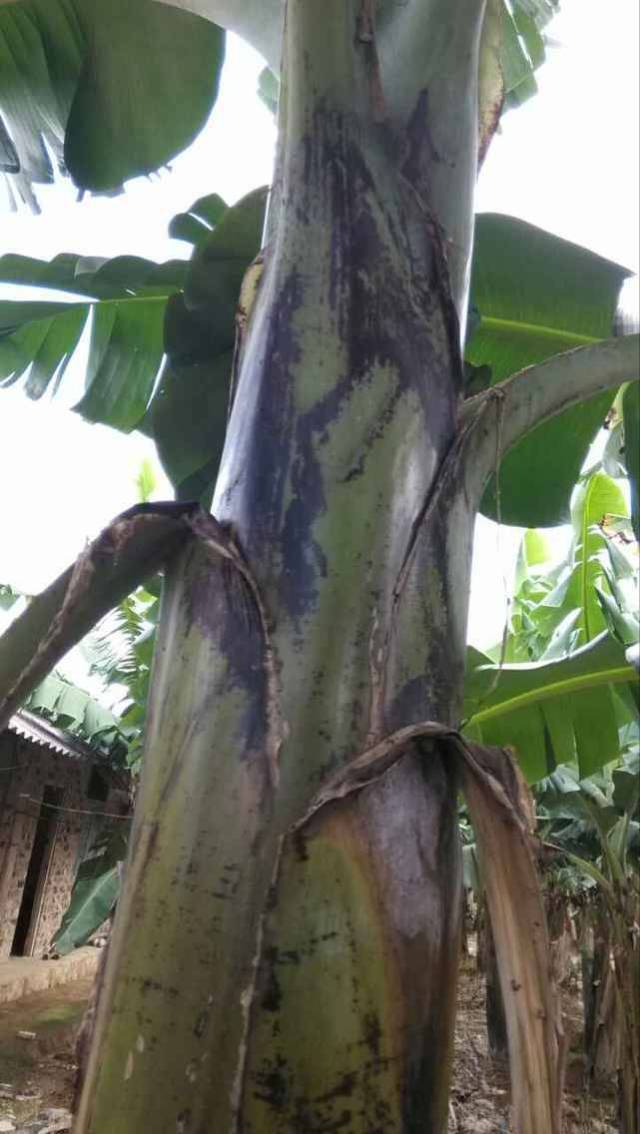 使用报喜康的香蕉叶片背杆很结实,叶片不折垂,无跨叶;粉蜡层厚,白粉多