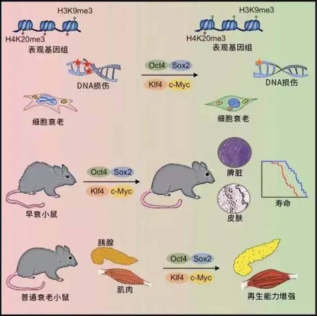 《细胞:激活体内干细胞基因的抗衰老策略_手机搜狐网