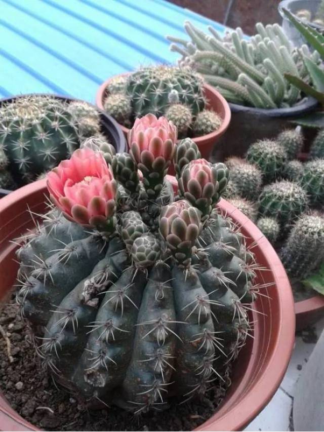 被根粉蚧祸害得只剩下1/3的仙人球,1年后竟然还成功翻身!