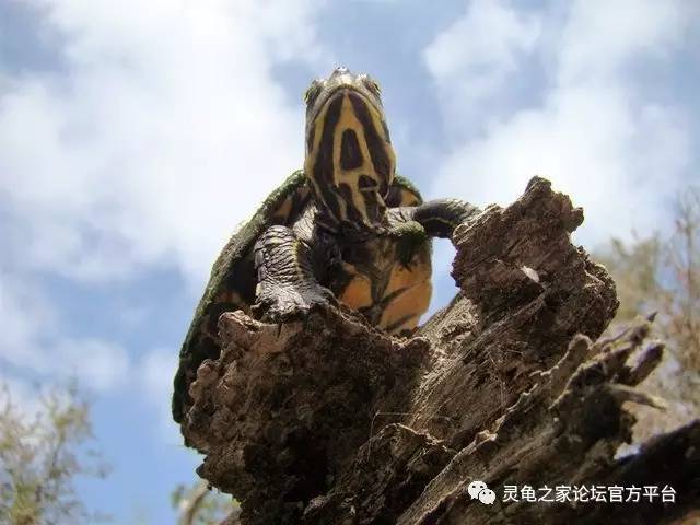 甜甜圈龟饲养指南 伪龟属品种大盘点