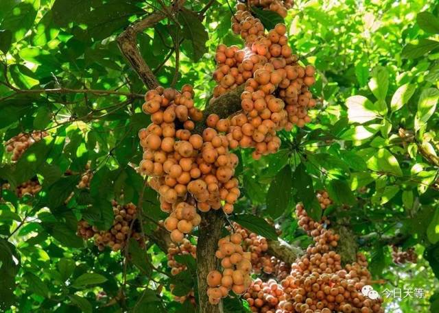 如火焰般耀眼,能吃吗?