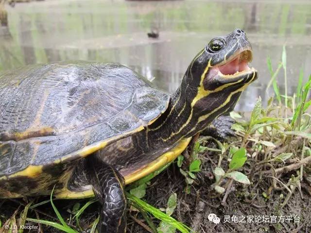 甜甜圈龟饲养指南 伪龟属品种大盘点